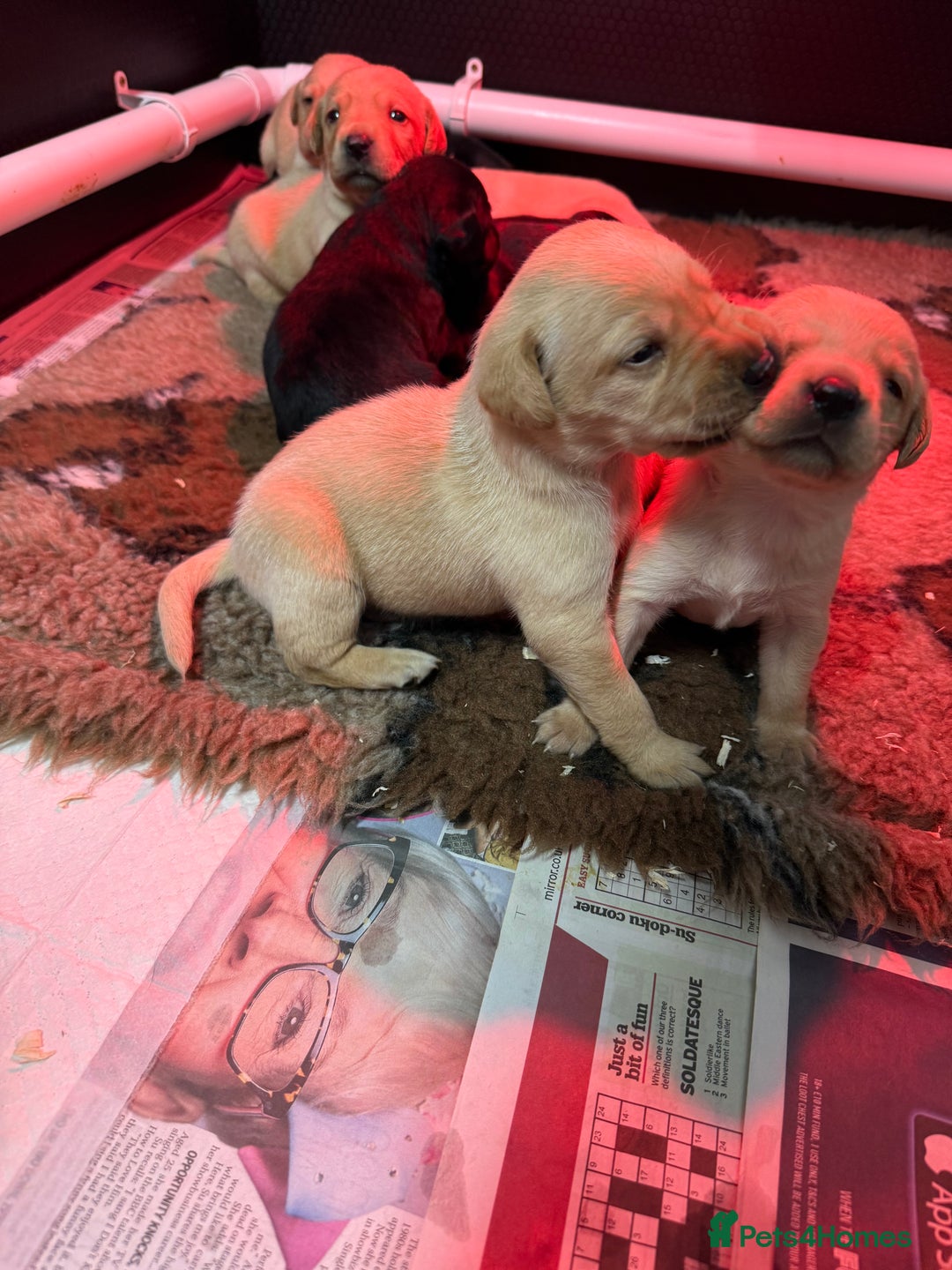 Labrador Retriever dogs for sale: KC Working Labrador Puppies - Image 1