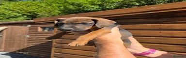 Mixed Breed 4