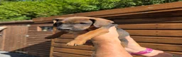 Mixed Breed dogs for sale: Jack Russell x lakeland  - Advert 4