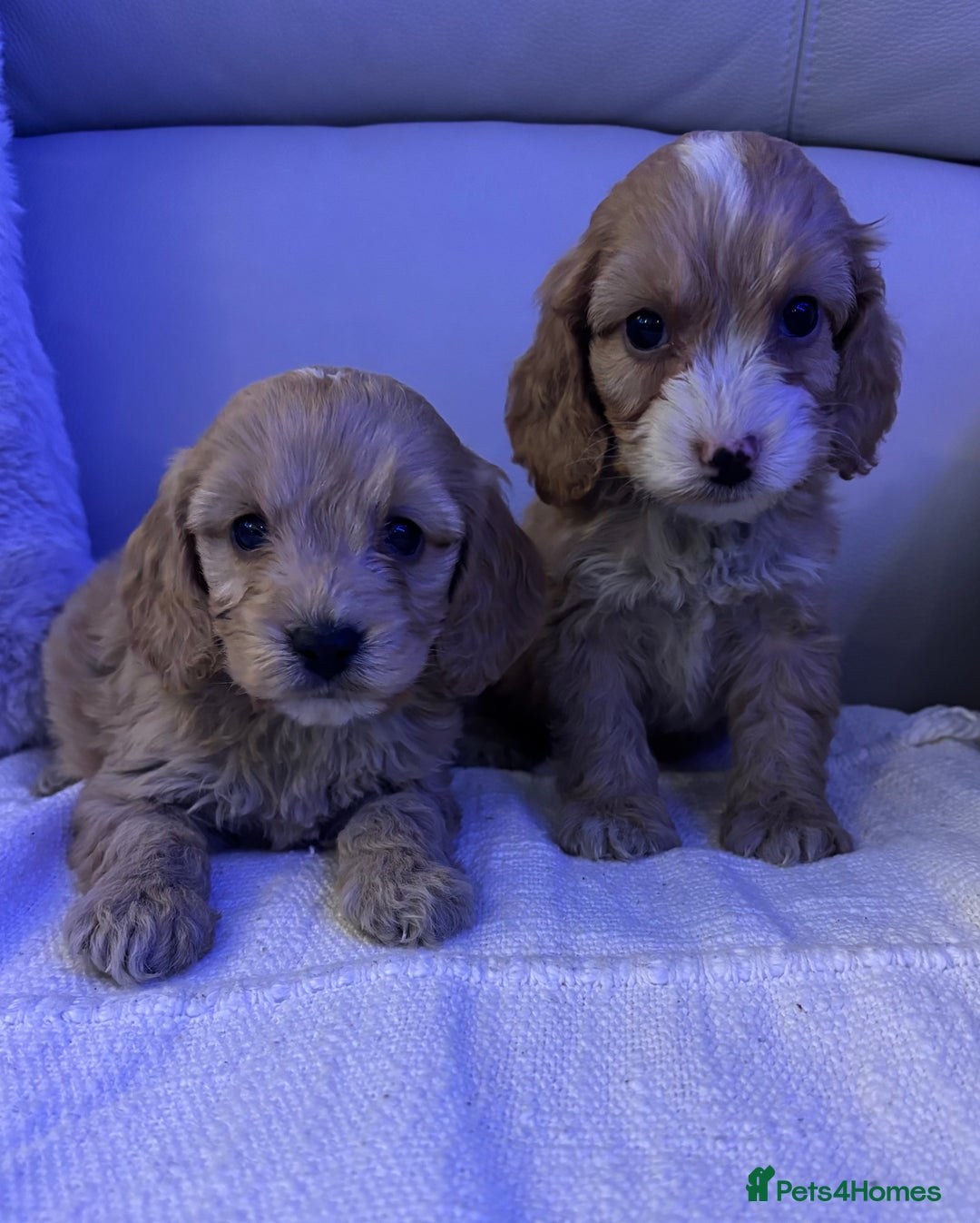 Cockapoo dogs for sale: 🐶🐶 cockerpoo puppies 🐶🐶 - Advert 12