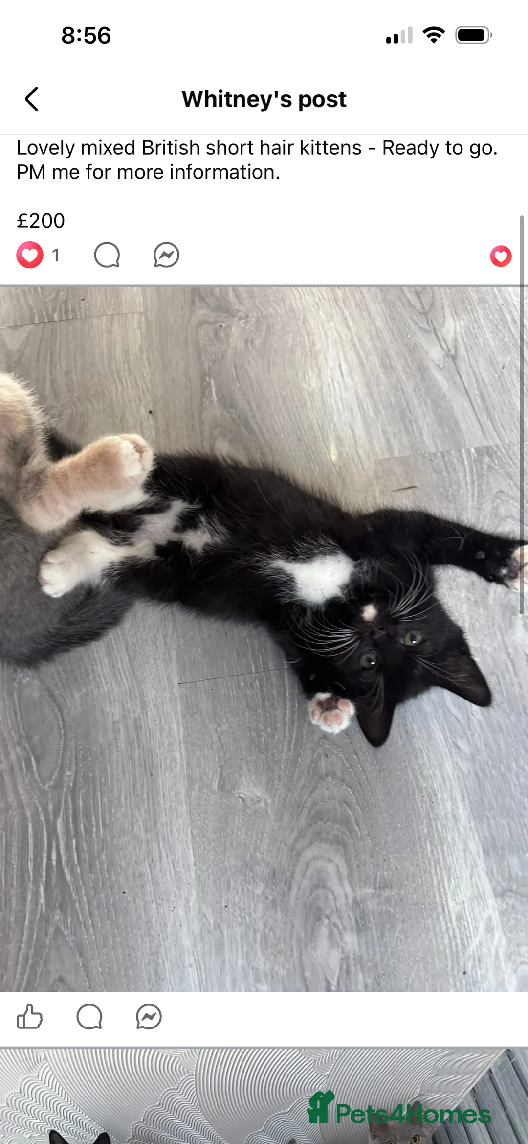 British Shorthair cats for sale: British short hair mix ONLY B&W MALE LEFT 💙  - Advert 2