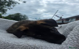 Belgian Shepherd Dog dogs for sale: belguim malinois free training provided - Image 26