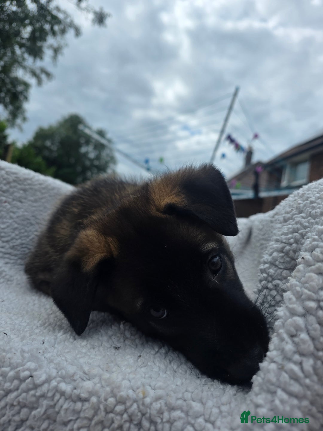 Belgian Shepherd Dog dogs for sale: belguim malinois free training provided - Image 26
