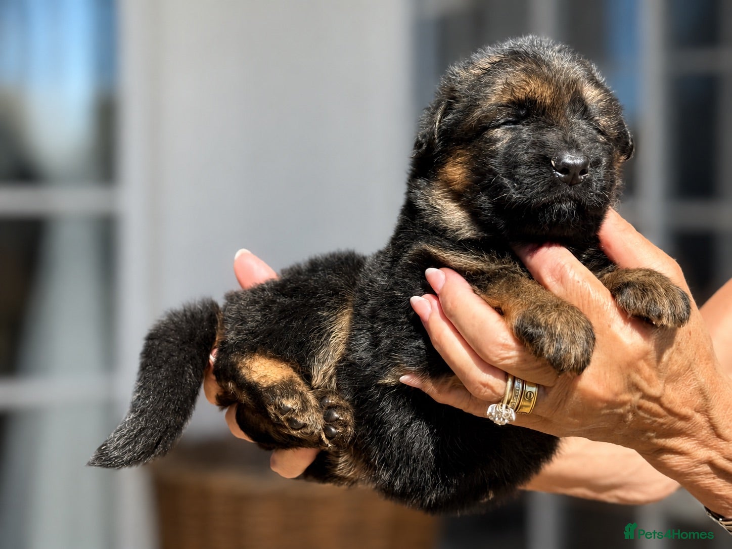 German Shepherd dogs Exceptional Beautiful litter of long coated  - Advert 2