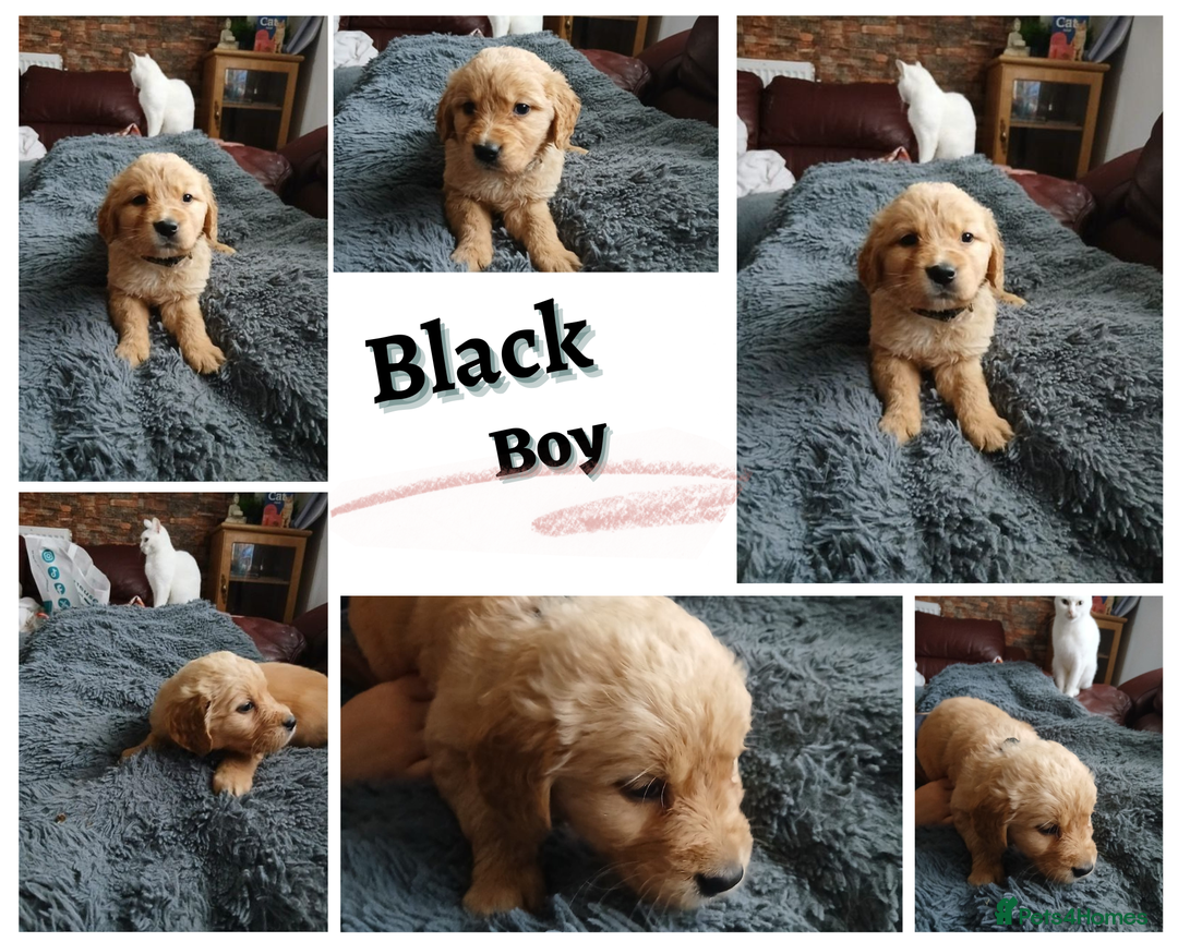 Golden Retriever dogs for sale: 🐾 Golden Retriever Puppies – Ready Soon! 🐾 - Image 6