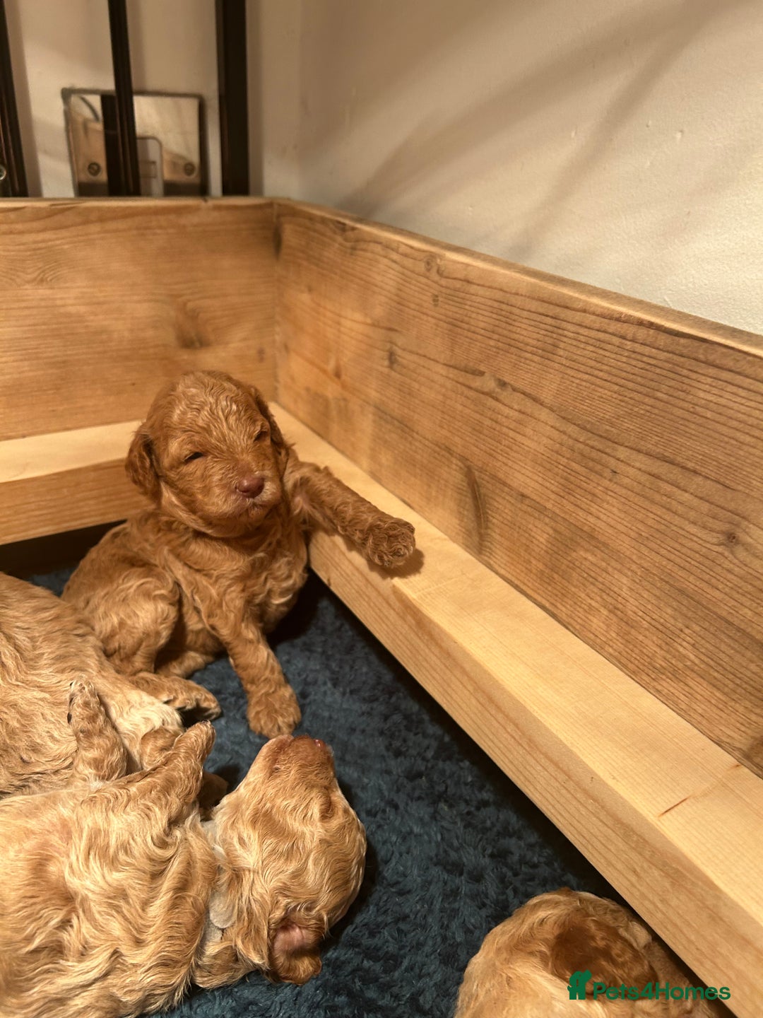 Cavapoo dogs for sale: Cavapoo Puppies for Sale - Image 16