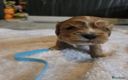 Cavalier King Charles Spaniel dogs for sale: Cavalier king charles pups - Image 7