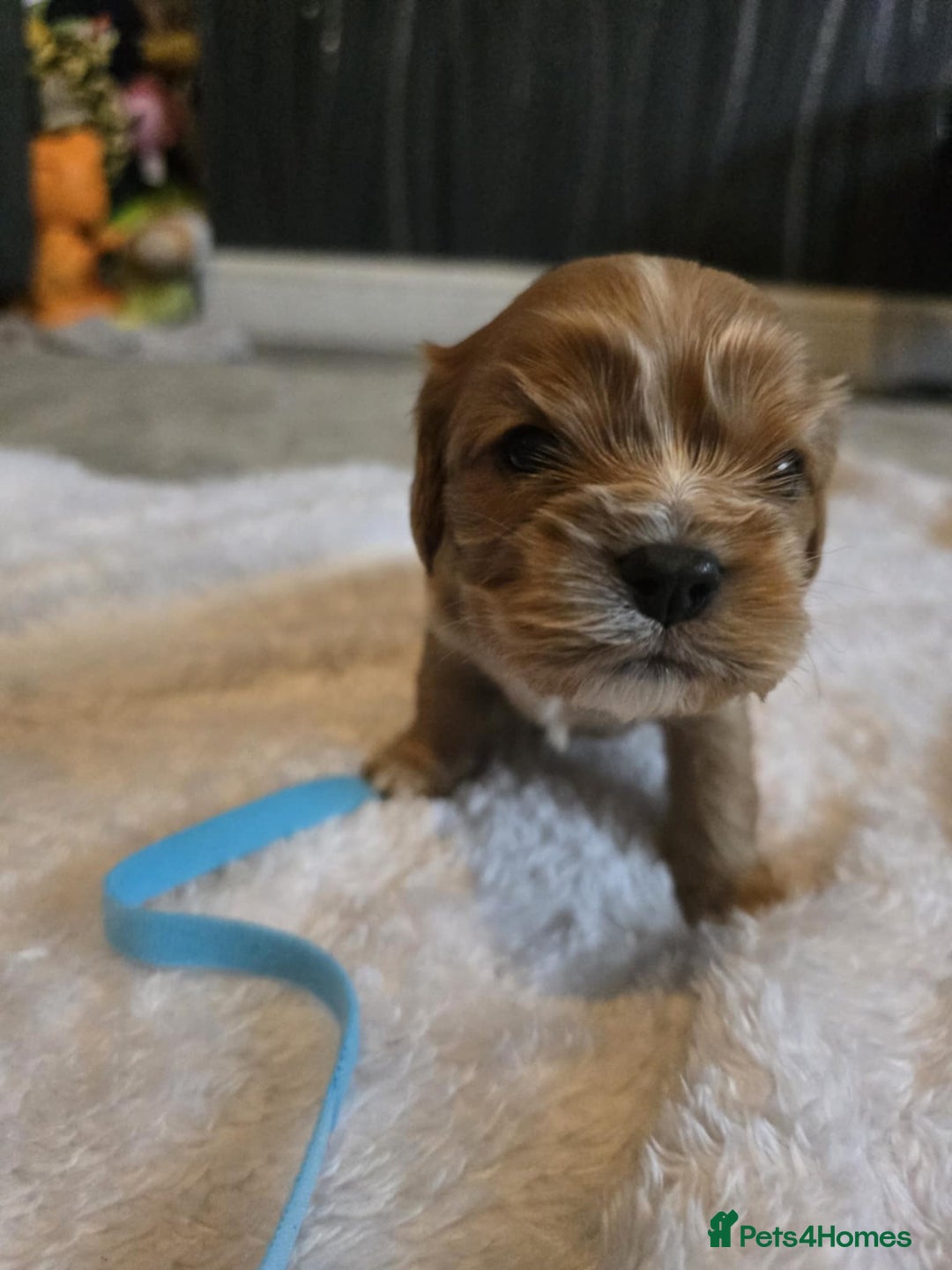 Cavalier King Charles Spaniel dogs for sale: Cavalier king charles pups - Image 7