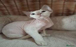 Devon Rex cats for sale: 🥰Leo lilac point with blue eyes Ready now - Image 10