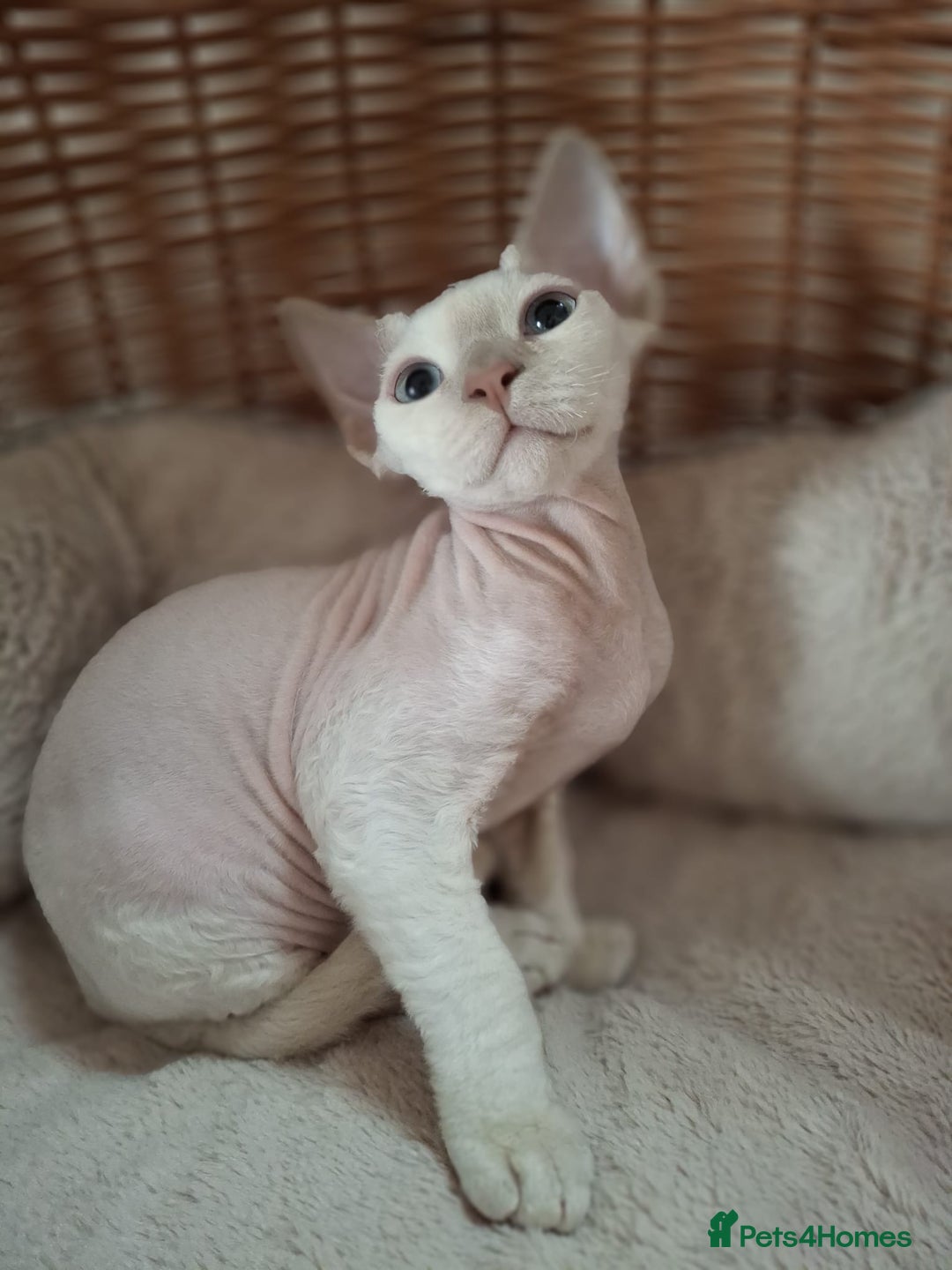 Devon Rex cats for sale: 🥰Leo lilac point with blue eyes Ready now - Image 10