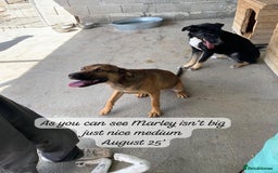 Mixed Breed dogs for adoption: Marley, approx 7 months. Available for adoption. - Image 14