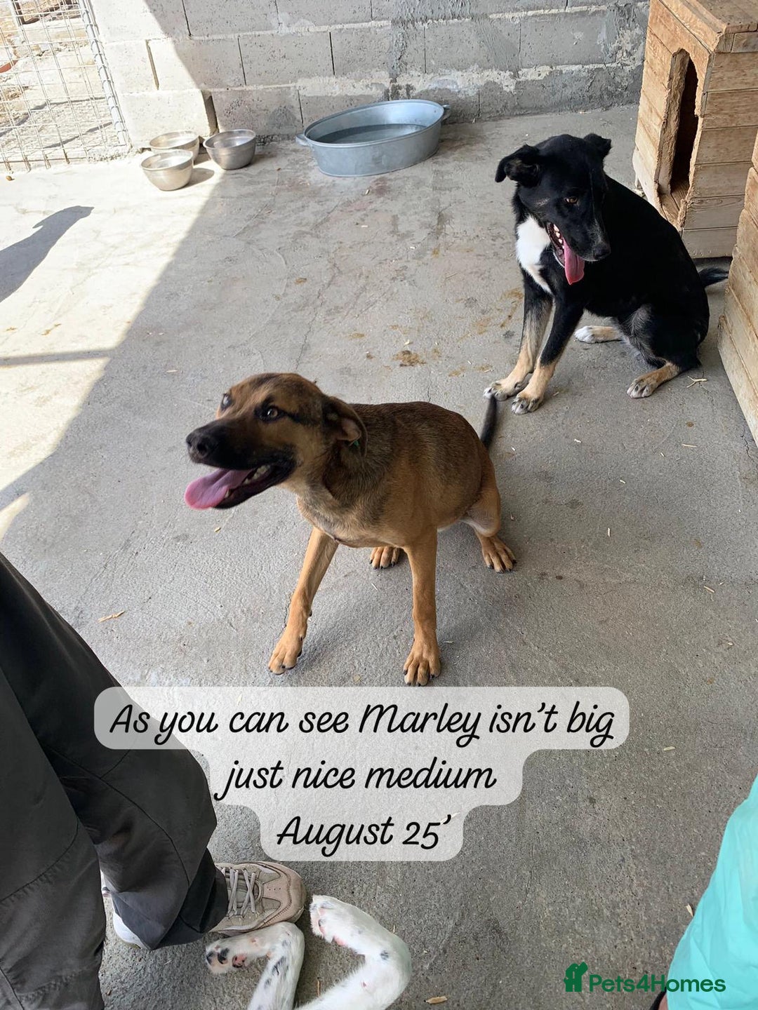 Mixed Breed dogs for adoption: Marley, approx 7 months. Available for adoption. - Image 14
