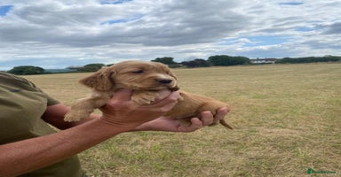 Cocker Spaniel dogs - Advert 13