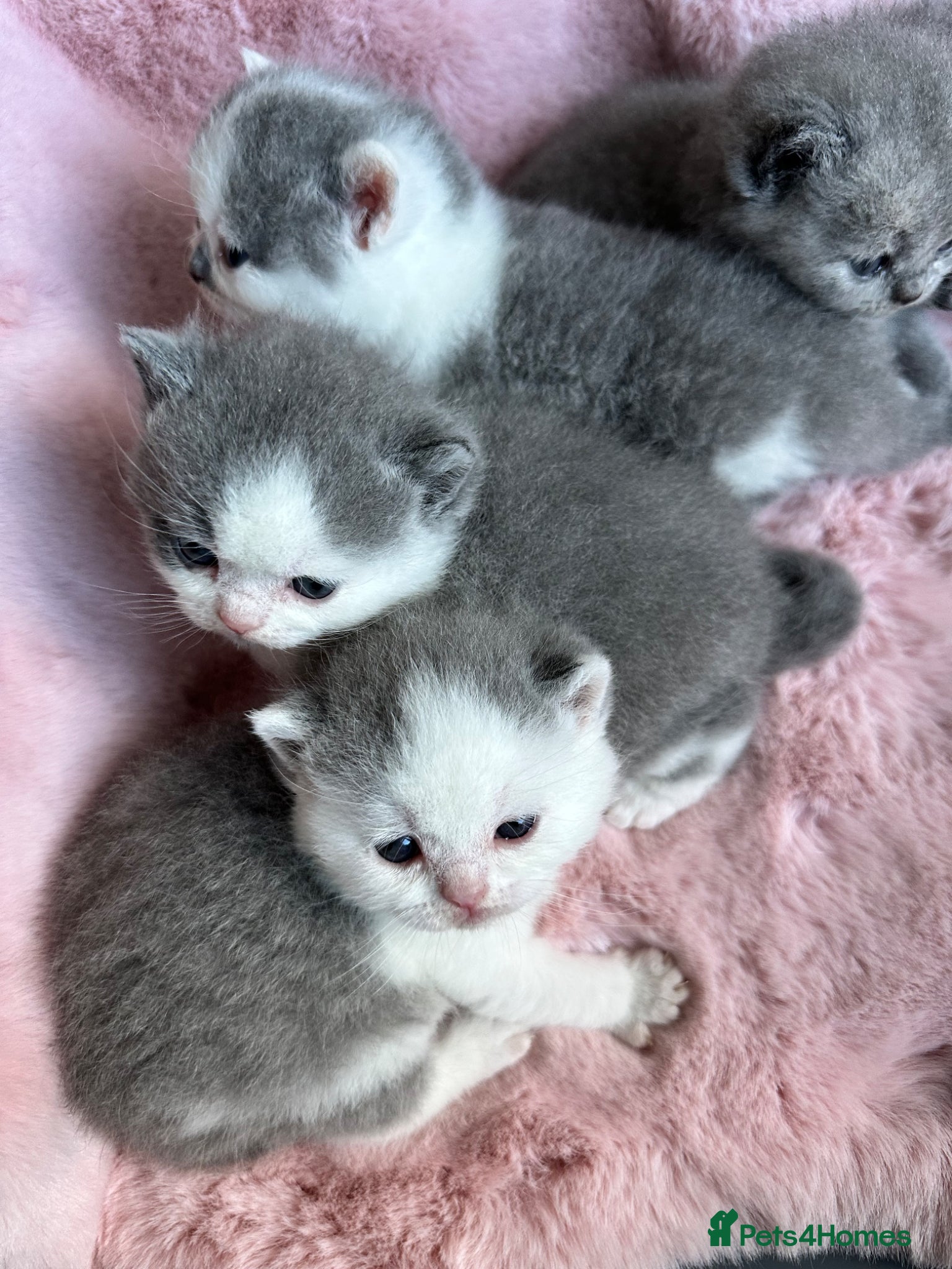 British Shorthair cats British Shorthair Chunky Kittens🐼🐼🐼 - Advert 1
