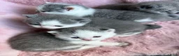 British Shorthair cats for sale: British Shorthair Chunky Kittens🐼🐼🐼 - Advert 17
