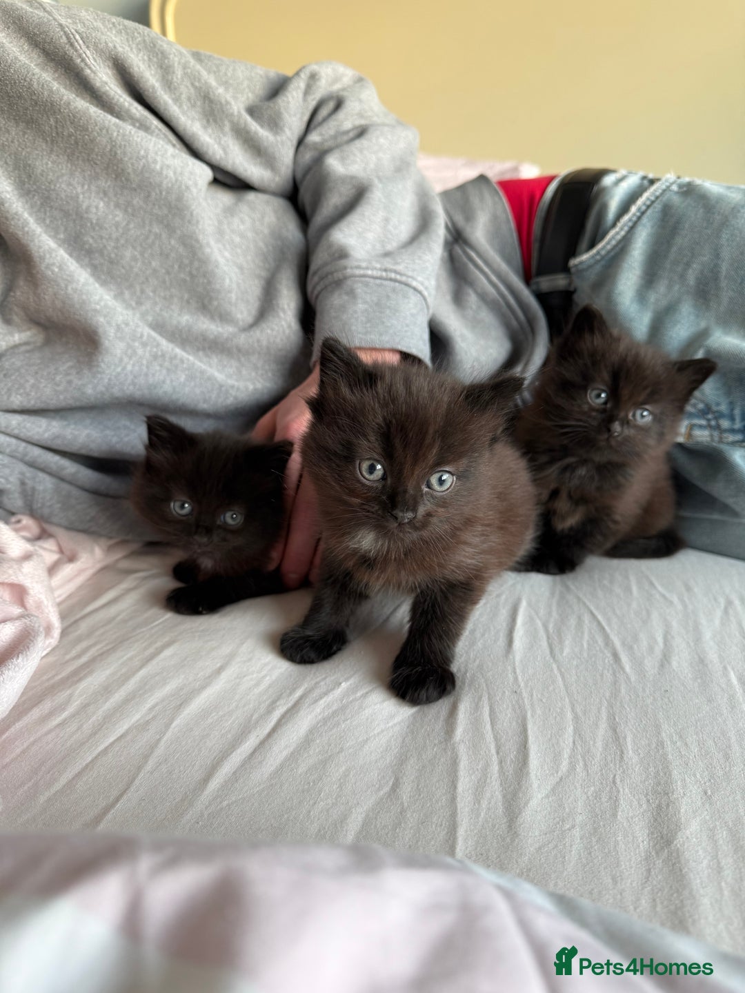 Mixed Breed cats for sale: Brown kittens for sale - Advert 3