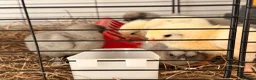 Mixed Breed birds for sale: 🐣 [Show-Quality & Healthy Chicks for Sale] - Advert 8