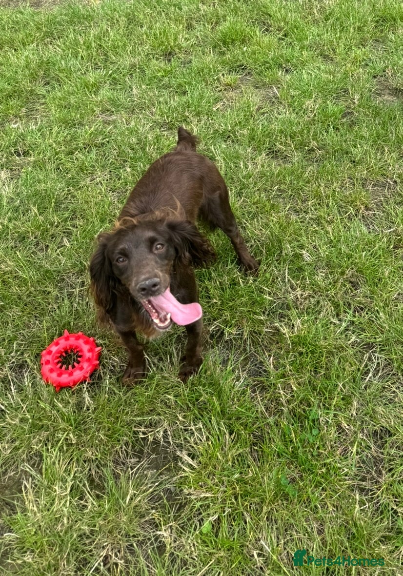 Cocker Spaniel dogs Cocker spaniel 4yrs old female  - Advert 1