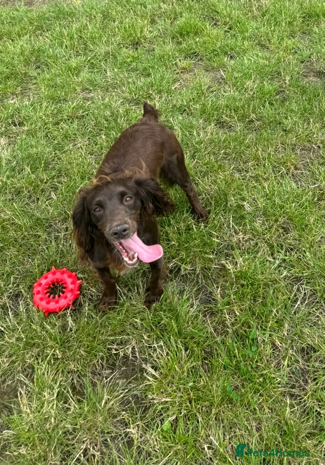 Cocker Spaniel dogs for sale: Cocker spaniel 4yrs old female  in Derby - Advert 1