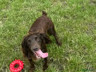 Cocker Spaniel dogs Cocker spaniel 4yrs old female - Advert 1