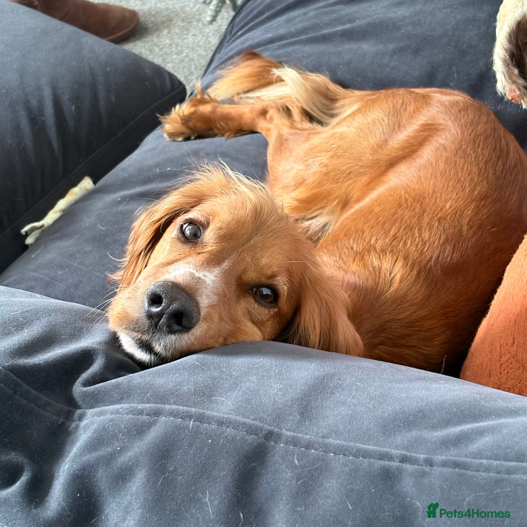 Cocker Spaniel dogs for sale: Minnie, beautiful Cocker Spaniel - Advert 2