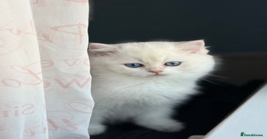 British Shorthair cats - Advert 15