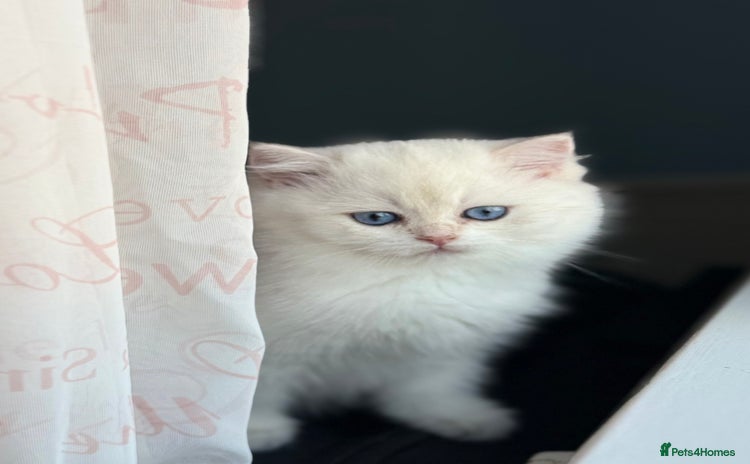 British Shorthair cats - Advert 1