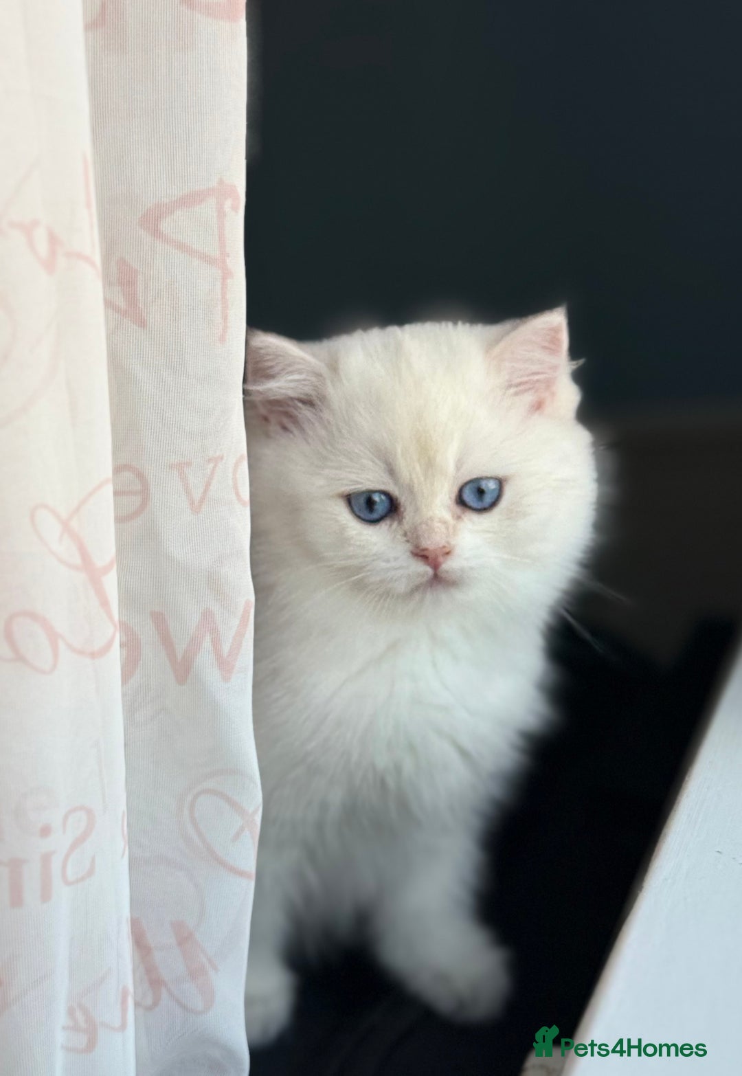 British Shorthair cats for sale: 🌟Adorable Pure BSH 5 kittens 🌟 - Image 21