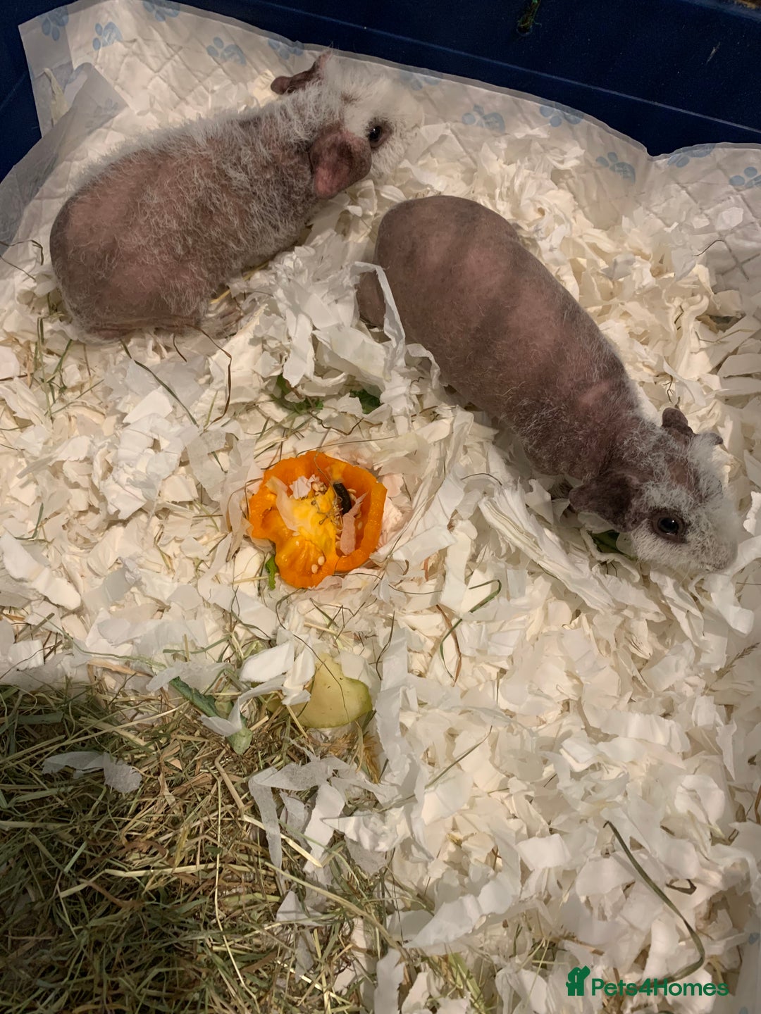 Guinea Pig rodents for sale: Skinny Pigs /werewolf piggies  - Image 7