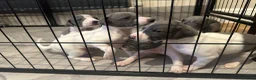 Mixed Breed dogs for sale: 8 stunning Italian greyhound x whippet puppies !!  - Advert 4