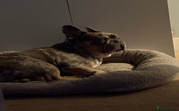 French Bulldog dogs for sale: Re homing  - Image 2