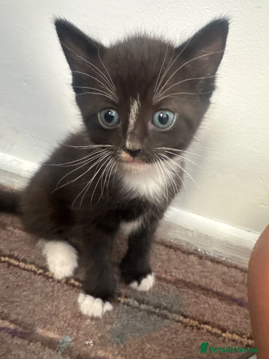 British Shorthair cats for sale: Kittens for Sale - Advert 1