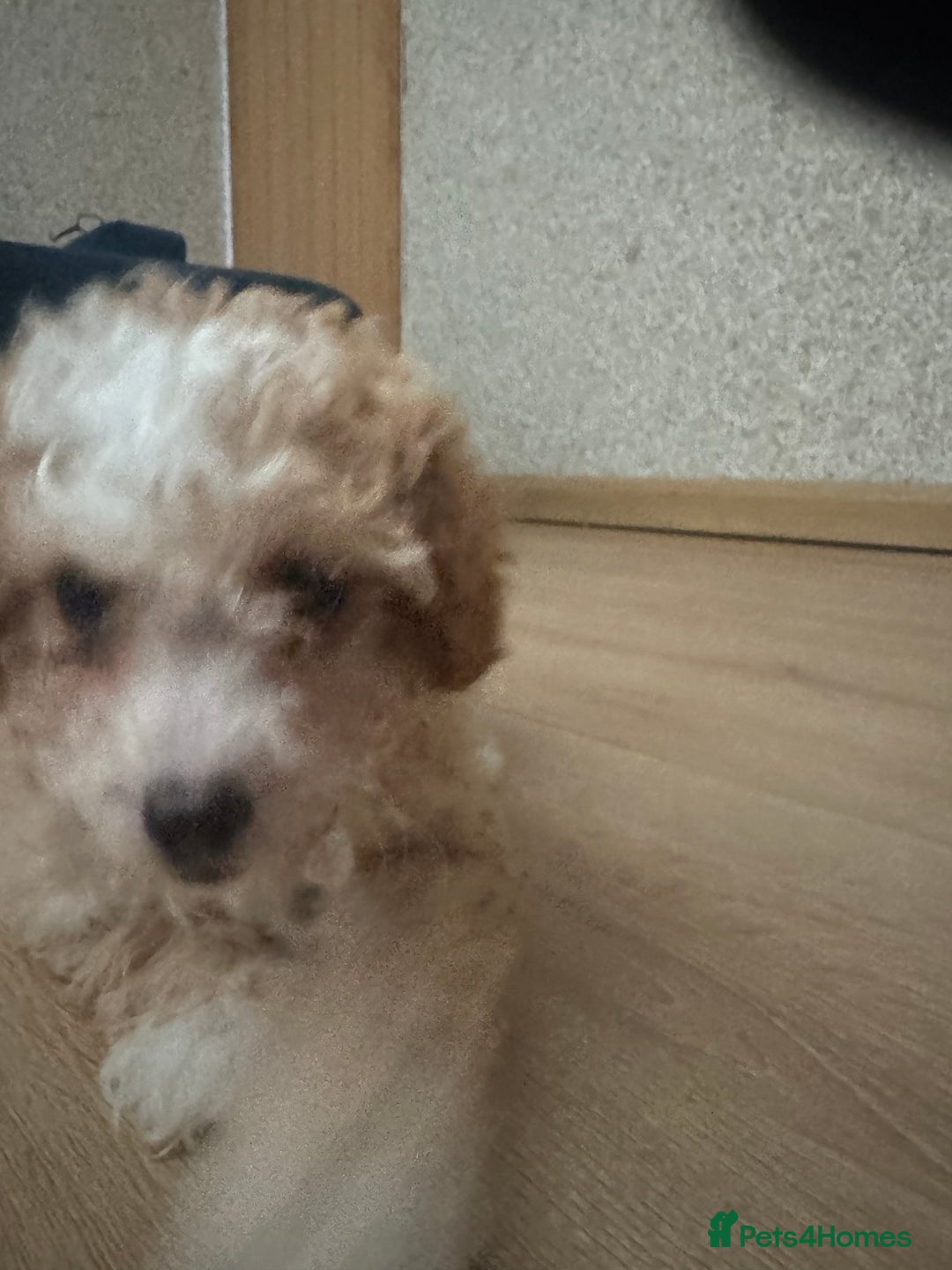 Cavapoo dogs for sale: Adorable cavapoo girl puppy - Advert 2