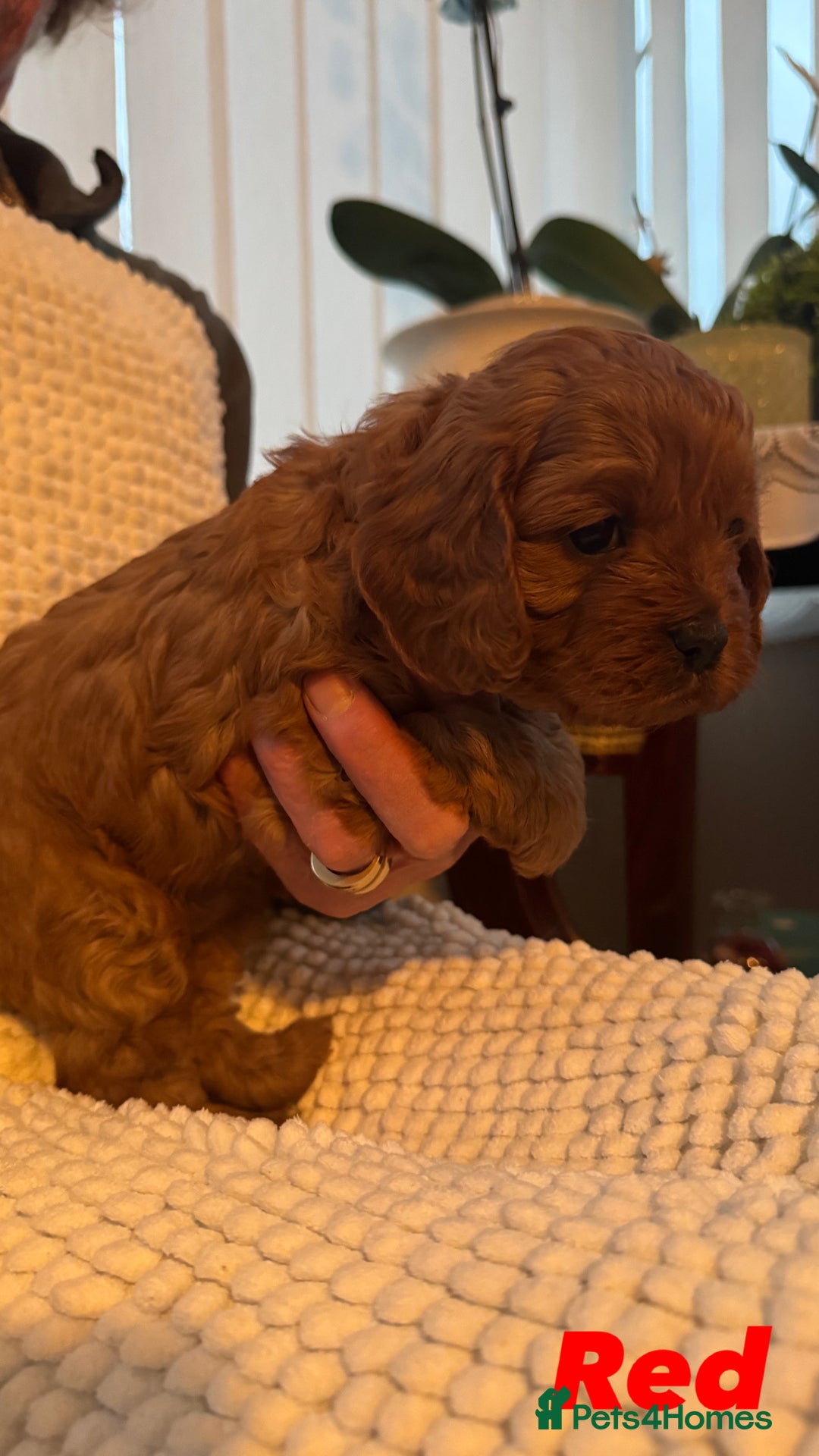 Cavapoo dogs for sale: Stunning litter of F1 Cavapoo’s - Advert 5