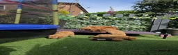 Cavapoo dogs for sale: dna clear f1 red cavapoo puppies , FAMILY REARED in Alford - Advert 7