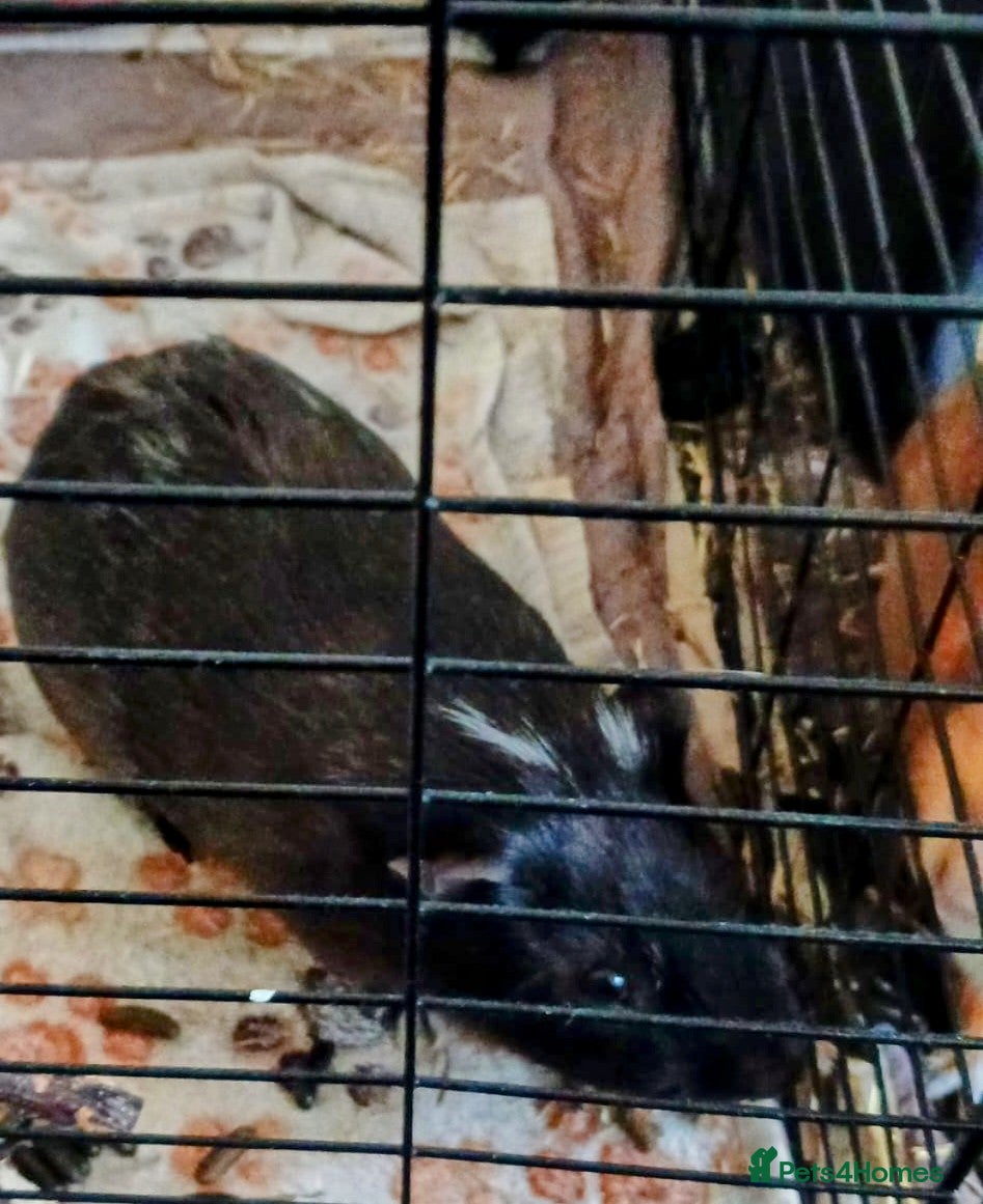 Guinea Pig rodents for sale: Three male guiniepigs for sale - Advert 2