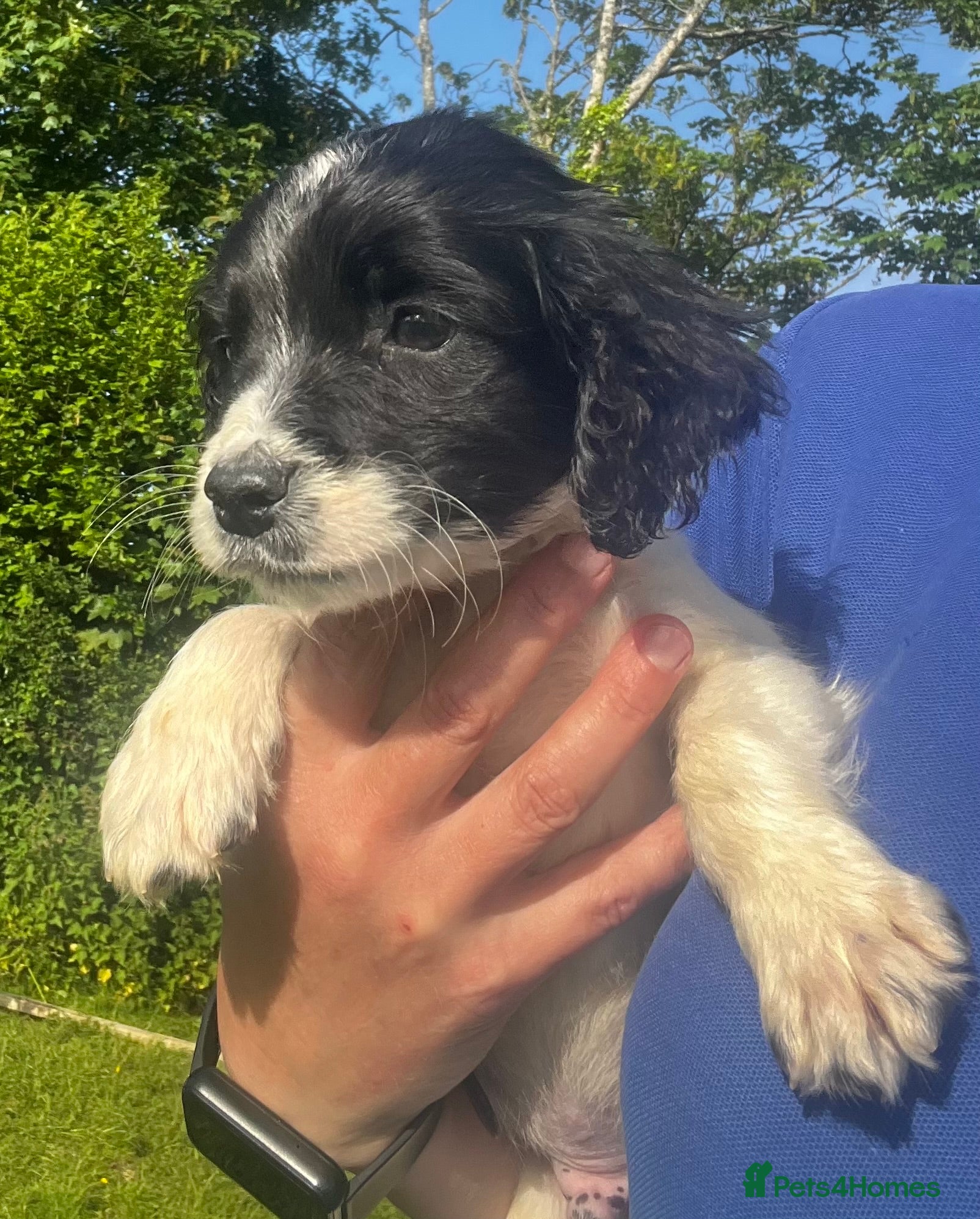 English Springer Spaniel dogs Outstanding litter of Springer Spaniel Pups - Advert 3
