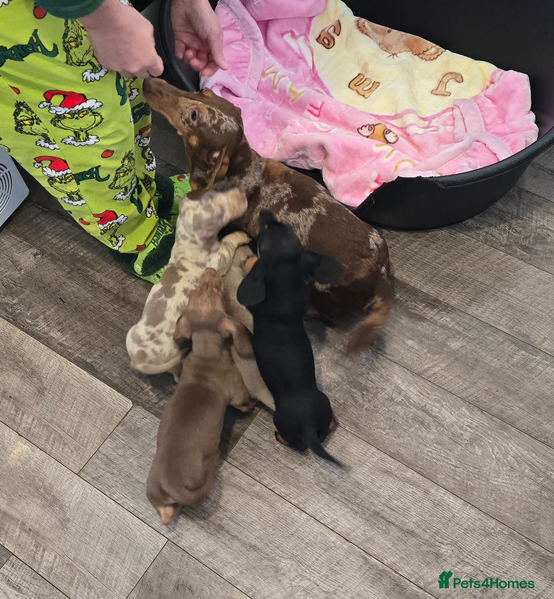 Dachshund dogs for sale: 4 beautiful dachshund boy puppies  - Advert 19