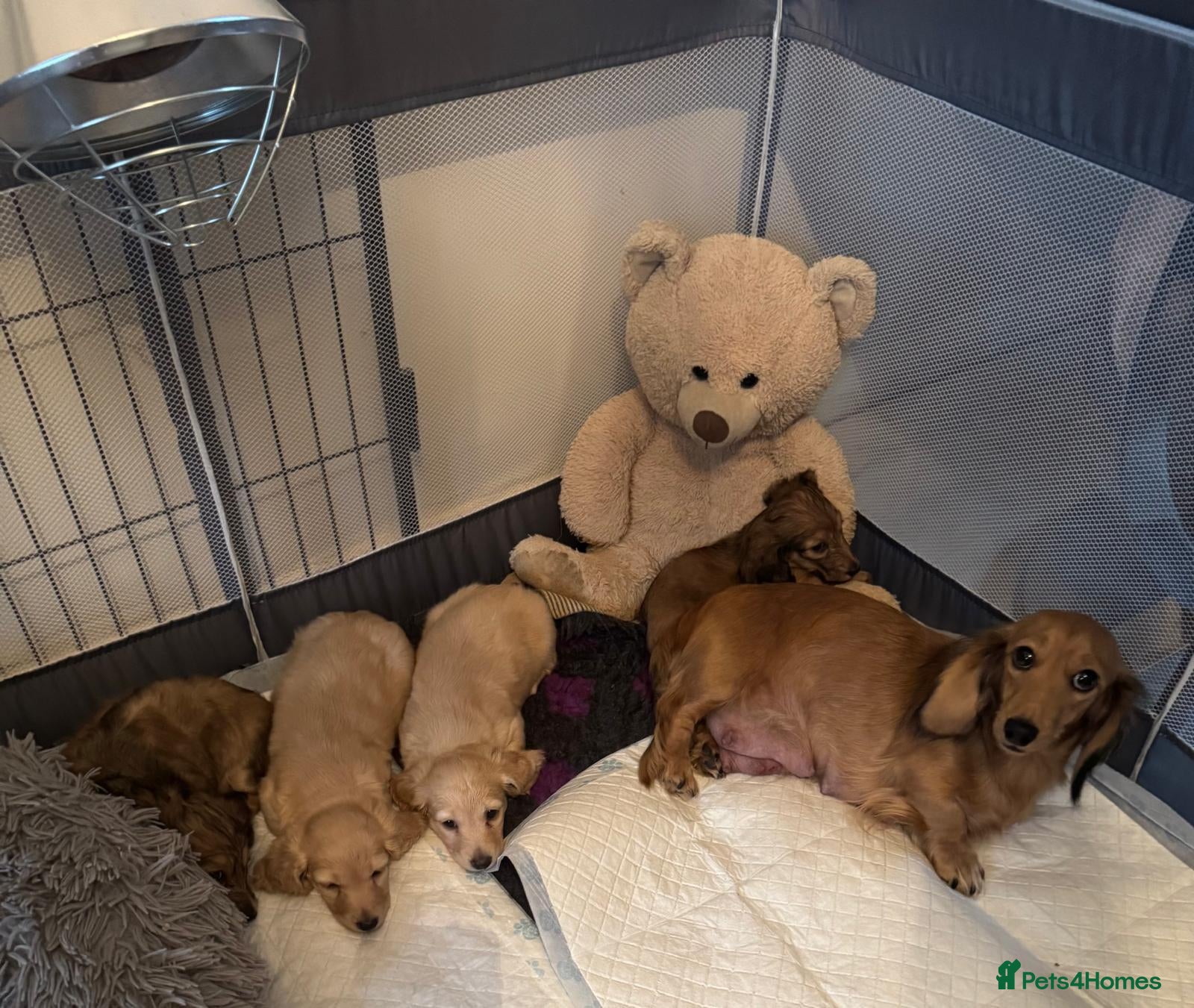 Miniature Dachshund dogs Stunning kc reg miniture dachshund - Advert 16