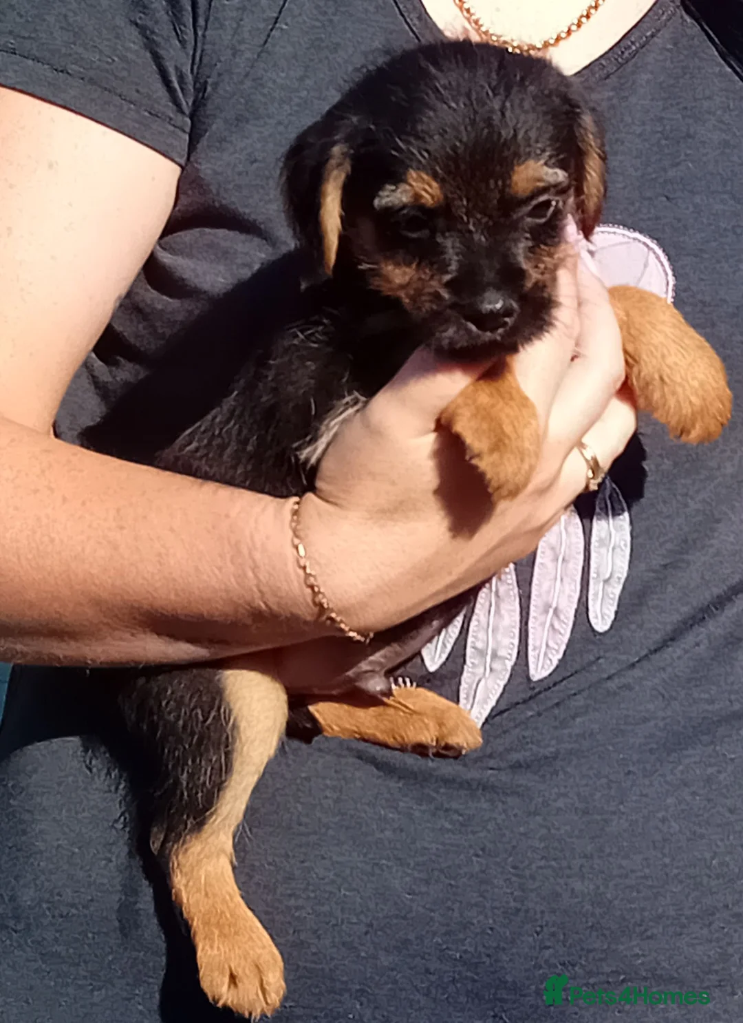 Border Terrier dogs for sale: Border terrier puppies  - Advert 18