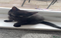 Mixed Breed cats for sale: Kittens  - Image 7