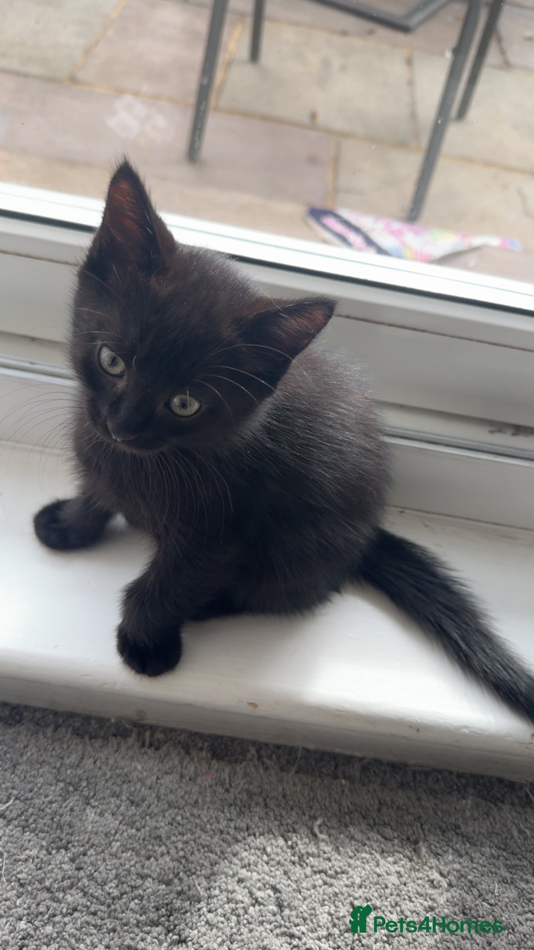 Mixed Breed cats for sale: Kittens  - Image 7