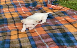 Beagle dogs for sale: Beautiful beagle puppies  - Image 10