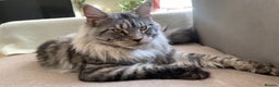 Maine Coon cats for stud: STUDY Beautiful Maine Coon, GCCF, TICA registered  in Ipswich - Advert 1