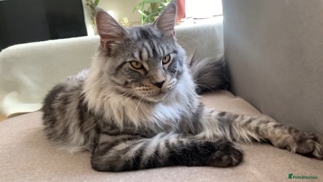Maine Coon cats for stud: STUDY Beautiful Maine Coon, GCCF, TICA registered  in Ipswich - Image 1