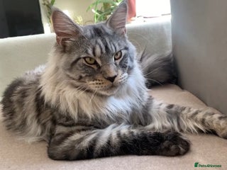 Maine Coon cats in Ipswich - Advert 36