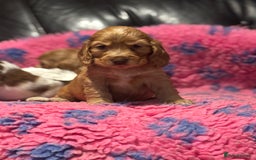 Cocker Spaniel dogs for sale: Outstanding of top quality show type puppies 🌈🐶 - Advert 24