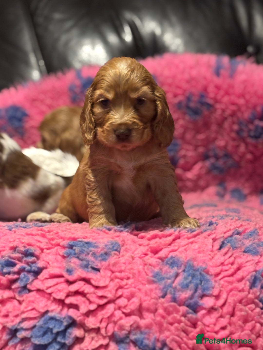 Cocker Spaniel dogs for sale: Outstanding of top quality show type puppies 🌈🐶 - Advert 24