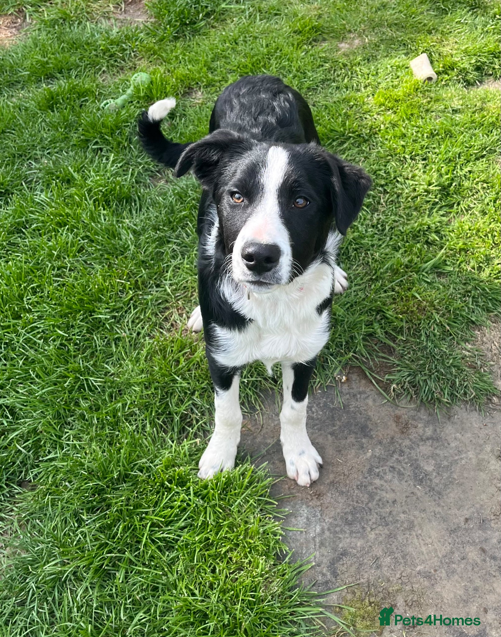 Border Collie dogs Border collie dog puppy - Advert 1