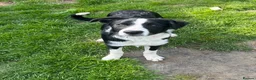 Border Collie dogs for sale: Border collie dog puppy - Advert 1